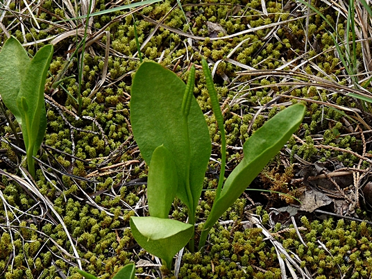 {Ophioglossum engelmannii}